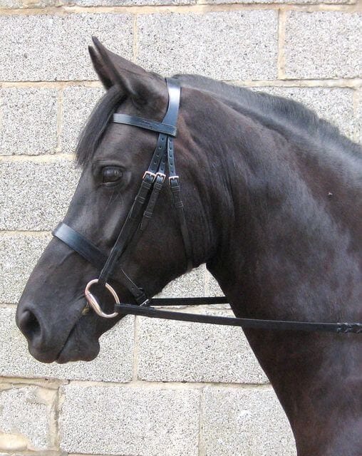 Correctly fitted bridle